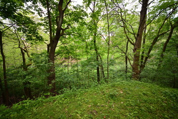 Naklejka premium Landschaft Oberlausitz