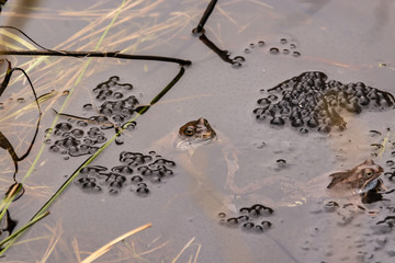Common pond frogs lay millions of eggs.