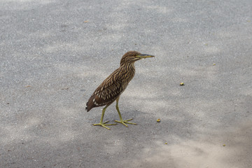 Nestling Arama bird walks on asphalt. Aramus guarauna. Bird with green legs