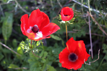 Beautiful red flower in Negev