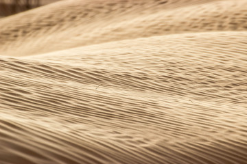 Details of the sandy dunes in the Sahara Desert, Grand Erg Oriental