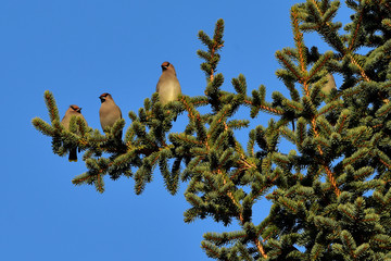 Bohemian Waxwings in spruce tree