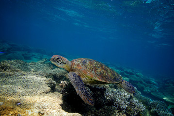 Sea Turtle in Ningaloo Coral Reef in Western Australia
