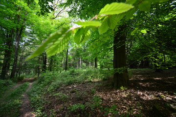 Obraz premium Landschaft Oberlausitz
