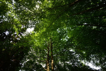 Obraz premium Landschaft Oberlausitz