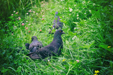 close up at pigeon from the top that it was walking on the green grass. Pigeon was walking at the sunshade area because it was looking down and find some food
