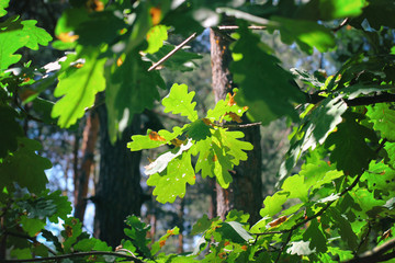 Lush green oak leaves in a green glowing forest in summer. The sun penetrates the leafy roof with small rays of light. The forest is in a healthy condition and invites to hiking, walking or biking