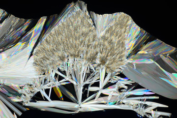 Photo through a microscope of crystals grown from the melt of sulfo-salicylic acid. Polarized light...