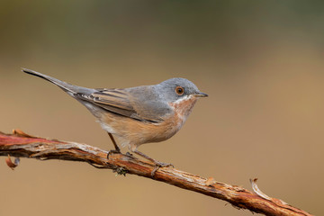 Subalpine warbler male. Sylvia cantillans perched on a branch
