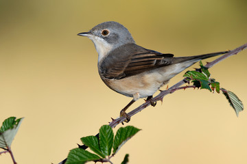 Fototapeta premium Subalpine warbler female. Sylvia cantillans perched on a branch on a uniform light background