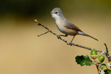 Obraz premium Subalpine warbler female. Sylvia cantillans perched on a branch on a uniform light background