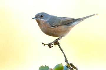 Subalpine warbler male. Sylvia cantillans perched on a branch on a uniform light background