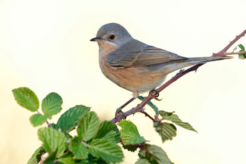 Subalpine warbler male. Sylvia cantillans perched on a branch on a uniform light background