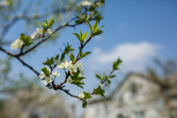 flowering spring trees white flowers cherry