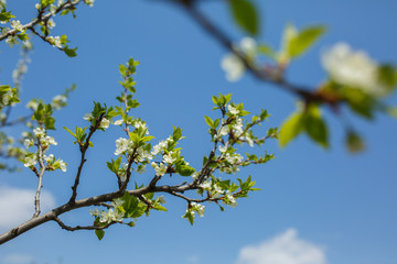 flowering spring trees white flowers cherry