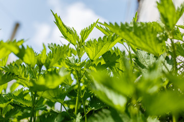 bushes of mint in the garden, fragrant plants