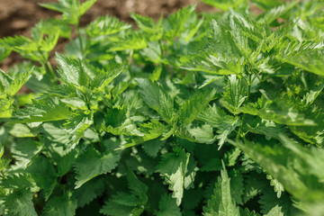 bushes of mint in the garden, fragrant plants