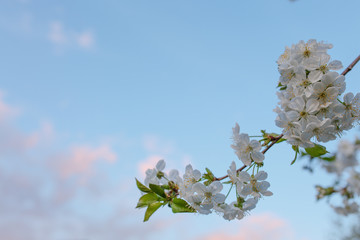flowering spring trees white flowers cherry