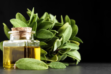 Fresh sage leaves. Italian herbs. Oil for food.