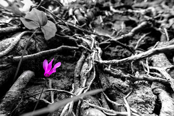 Purple Cyclamen flower proudly grows among intertwined bush roots, interesting mix between the purple flower and black & white background.