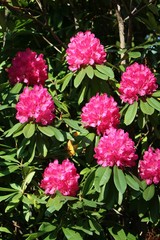 Pink flowers of a big Rhododendron bush in spring