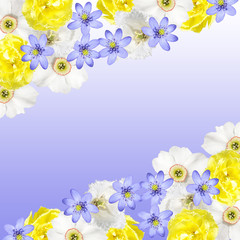 Beautiful floral background of tulips, daffodils and liverwort 