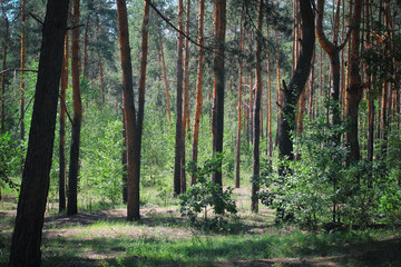 Green Woods. creepy green forest. tinted photo of green forest