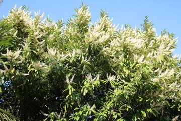 Prunus laurocerasus with large white flowers in spring