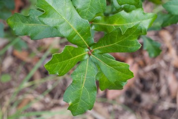 Obraz premium Early Spring Bright Green Oak Leaves 