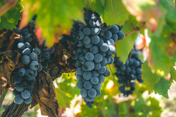 Grape cultivation, sicilian vineyard