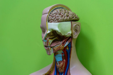 teaching aid layout of the structure of the human head