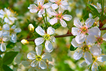 Cherry flowers on the branches in spring.