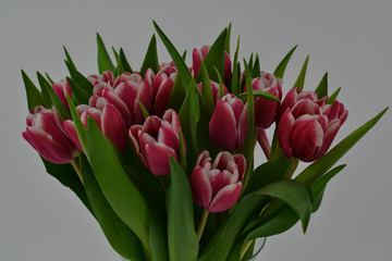 Tulpen rot weiß Vase