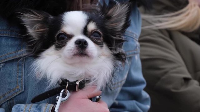 Young woman in a blue jacket at sreet with a sleeping chihuahua or toy-terrier. Little dog relaxing while his misstress chatting in internet. Closeup shot.