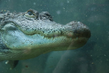 Alligator