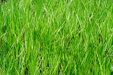 Green leaves of sedges on the water.