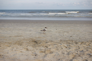 A seagull stands on the sea coast on the sand against the background of the sea. In the summer, the seagull on the coast is about to fly over the ocean.