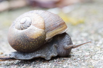 Cuban Brown Snail