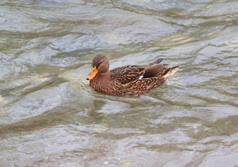 Female mallard in the river