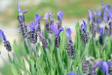 다육식물 다양한 허브 꽃 자연 풍경 백그라운드 이미지