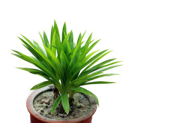 Closeup Pandanus amaryllifolius In pots on a white background, leaving space empty.