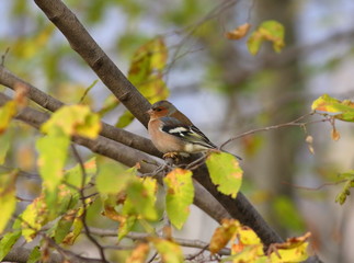 The plumage has a strong sexual dicromatism