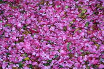 Petals of Camellia japonica in spring, Italy