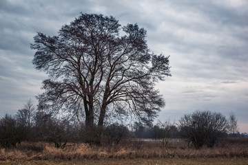 Lonely tree in valley Jeziorka river near Piaseczno, Masovia, Poland