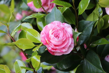 Pink blooming Camellia japonica in spring, Italy