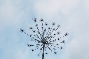 Dry plant, umbrella head with seeds on stem, soft blurry cloudy sky background. Minimalism