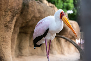 Portrait of a slender African Tantalus, yellow billed stork, walking on the sands of a rocky beach. Mycteria ibis.