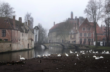 Bruges, Belgium - December 31 / 2016 :Ducks near a canal with a nice old bridge at Bruges, Belgium