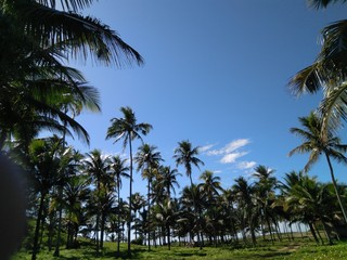 Naklejka na ściany i meble palm trees on the beach
