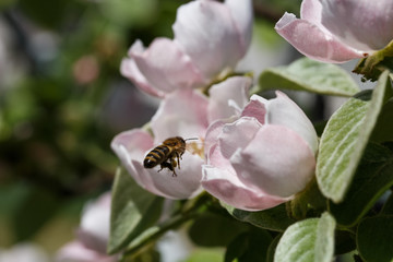 flowering quince in the sun, spring flowering of trees